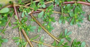 Insalata portulaca, la pianta ricca di nutrimenti preziosa per l’organismo