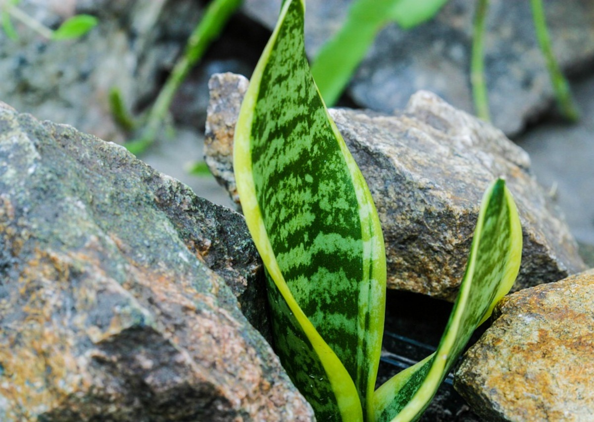 lingua di suocera nel giardino