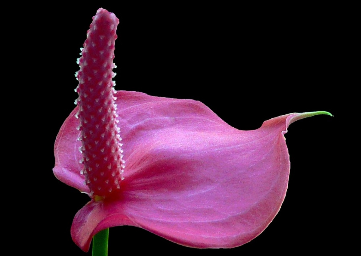 anthurium viola