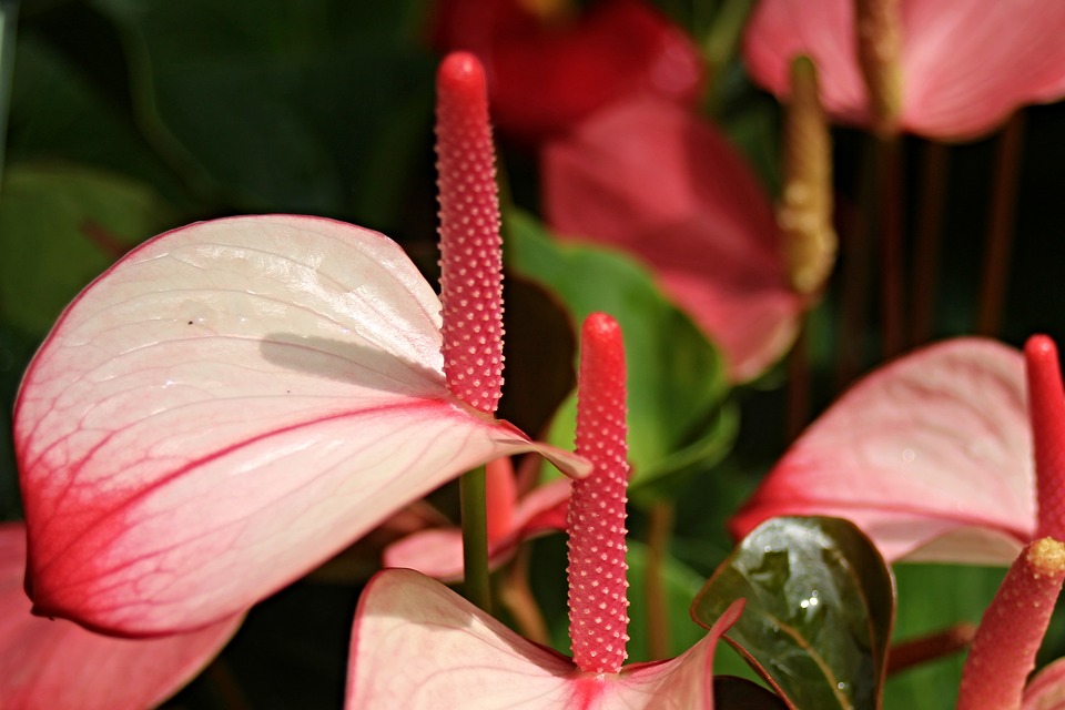 anthurium bianco