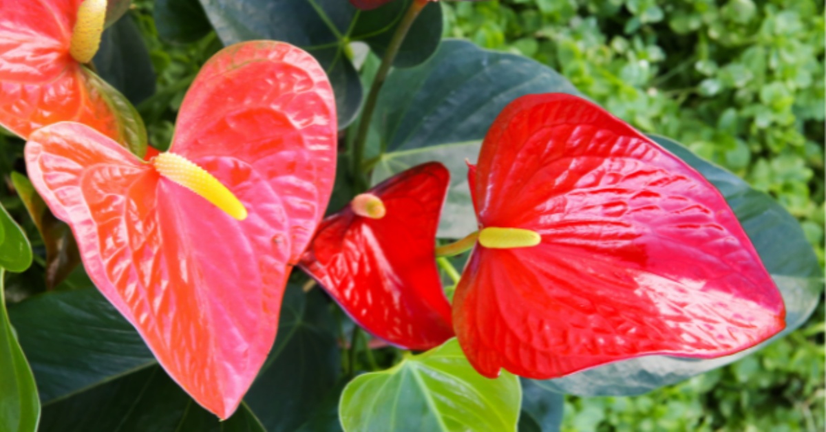 anthurium fiorito