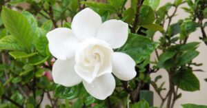 Gardenia, come e quando coltivarla: cosa sapere su questa pianta