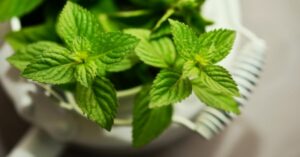 Menta piperita: come piantarla in una tazza e farla durare più a lungo