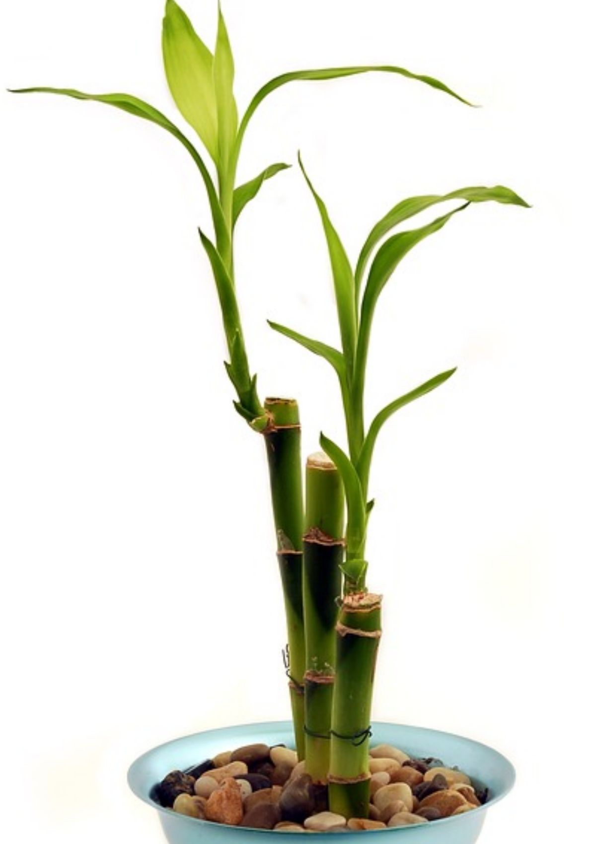 pianta di bambù