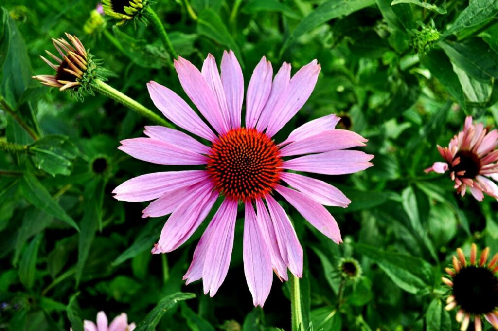 echinacea in fiore