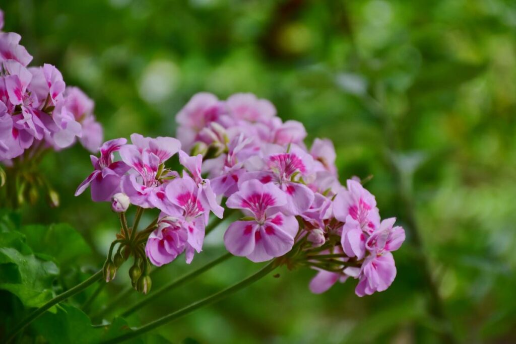 geranio in fiore