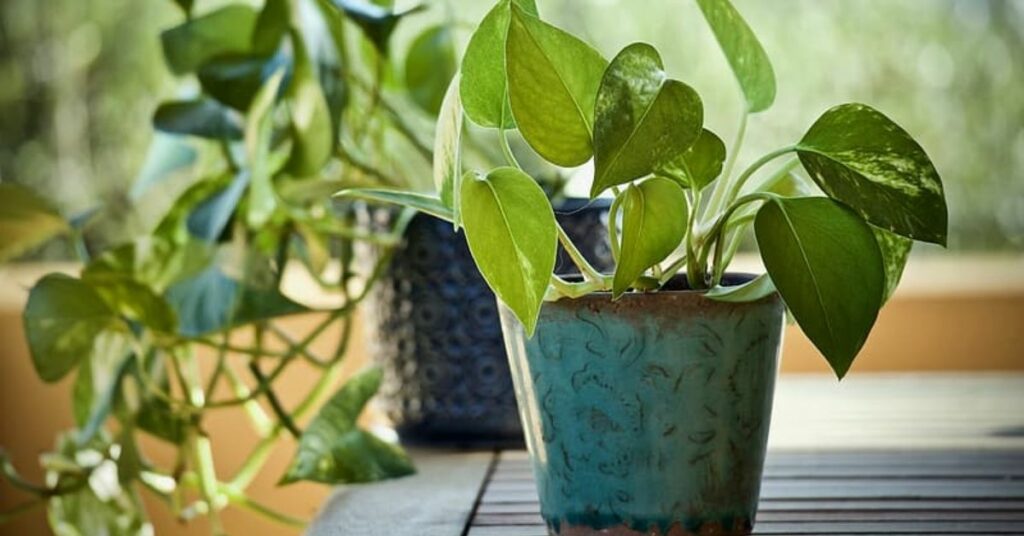 pianta di pothos in un vaso di vetro