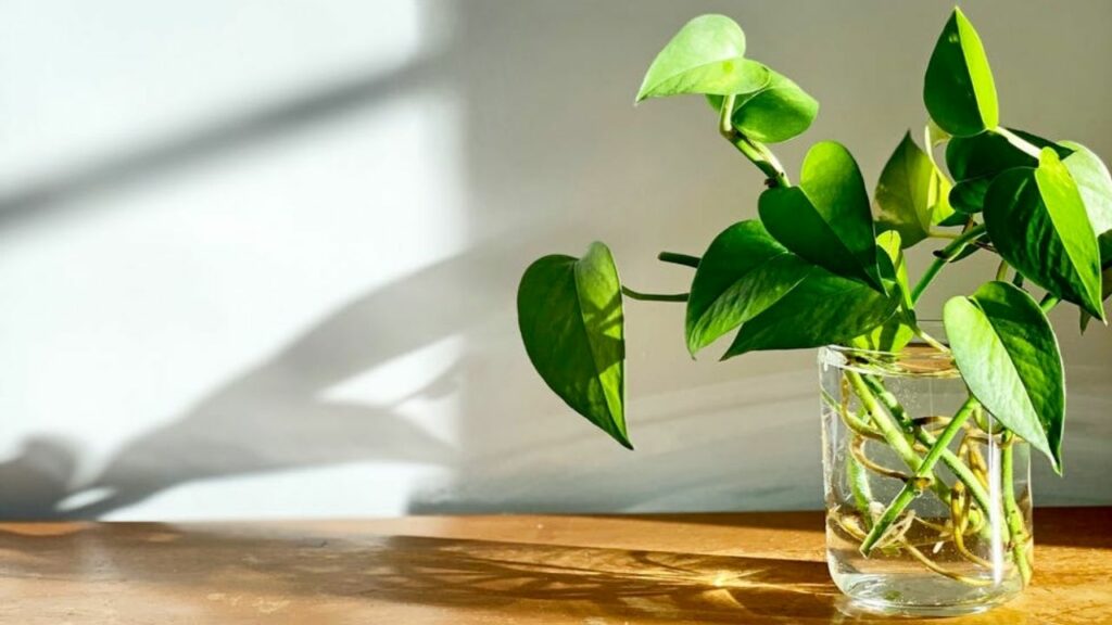 pianta di pothos in un vaso di vetro