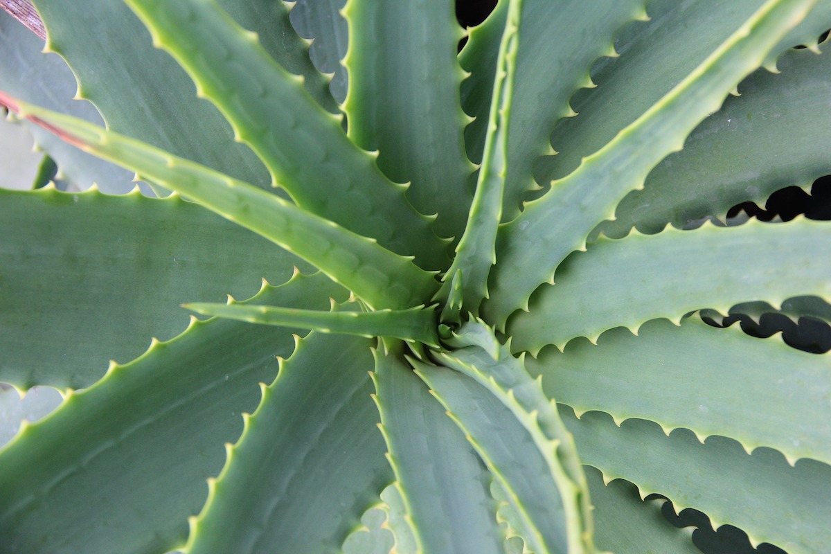 Primo piano Aloe vera