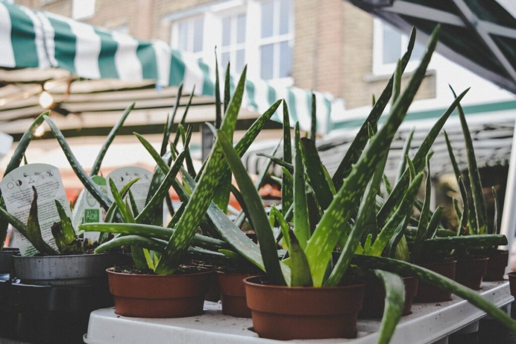 Piantine Aloe vera