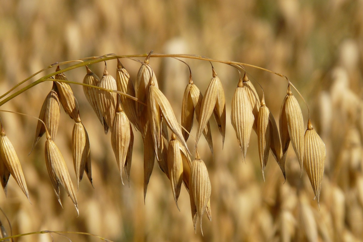 Campo d'avena