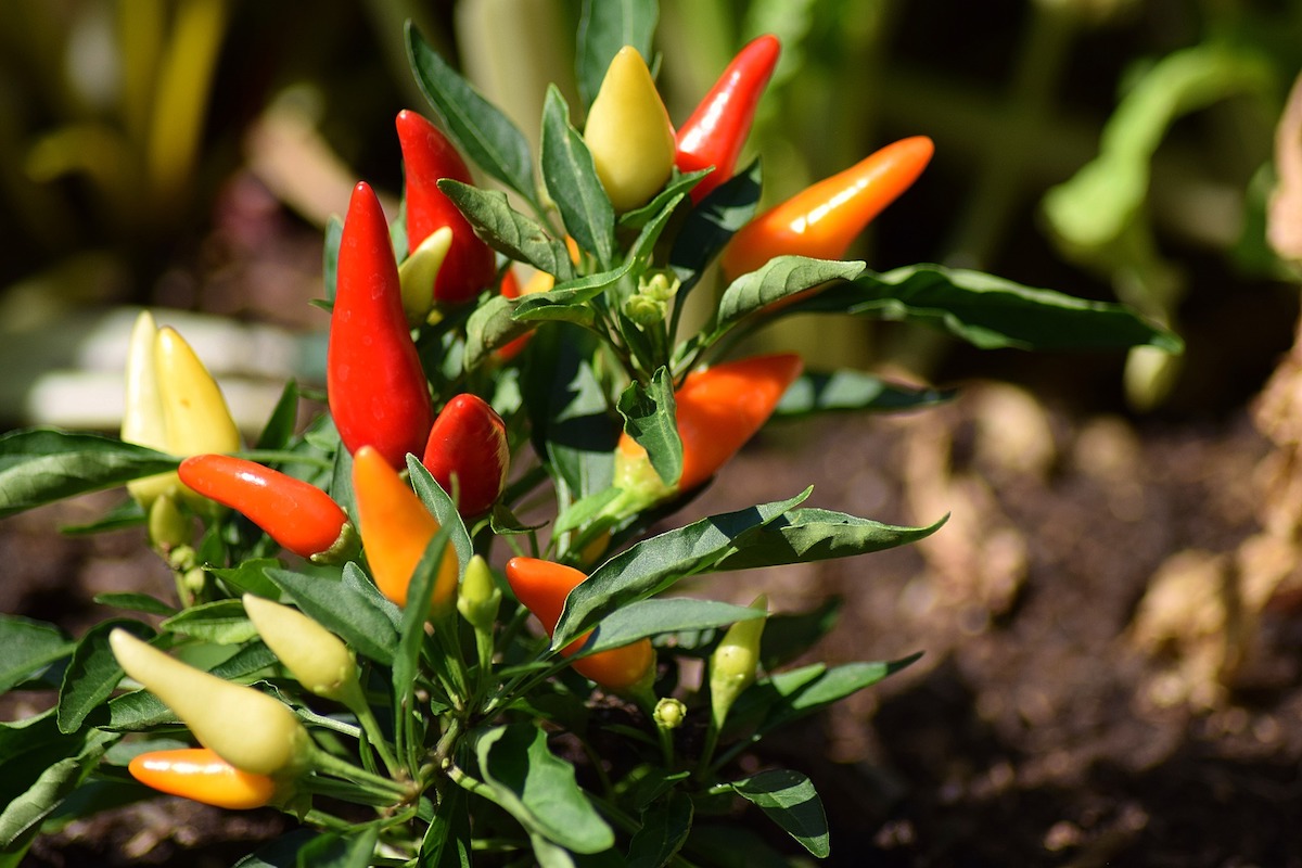 Piantine peperoncino