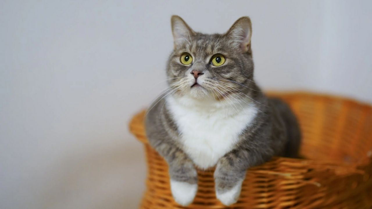 gatto in una cesta