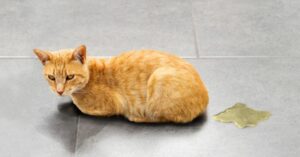 3 rimedi casalinghi per eliminare l’odore dell’urina di gatto dalla tua casa