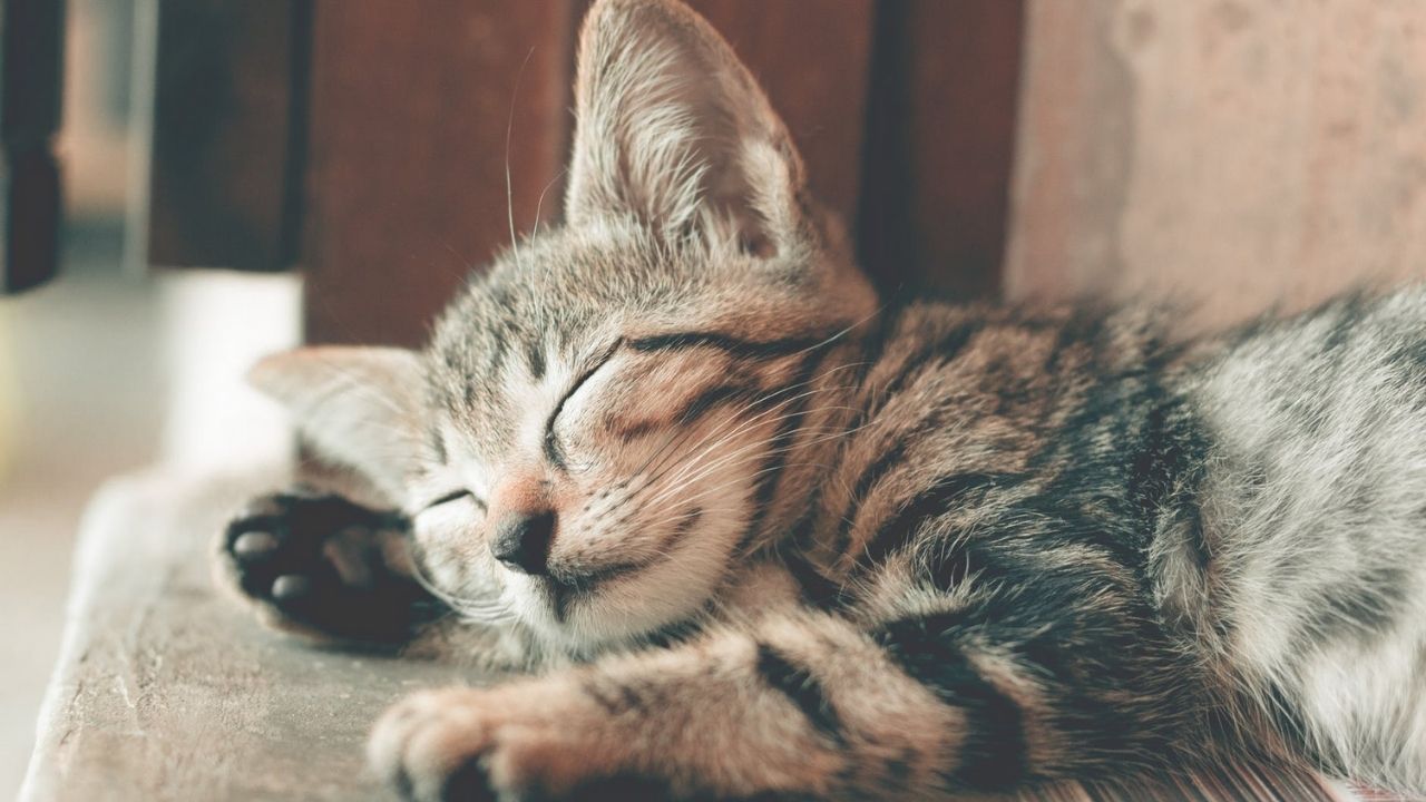 gattino che dorme