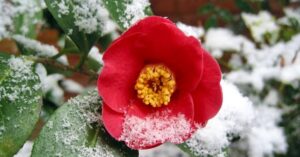 Scopri quali sono le 3 piante invernali profumate che colorano il tuo giardino