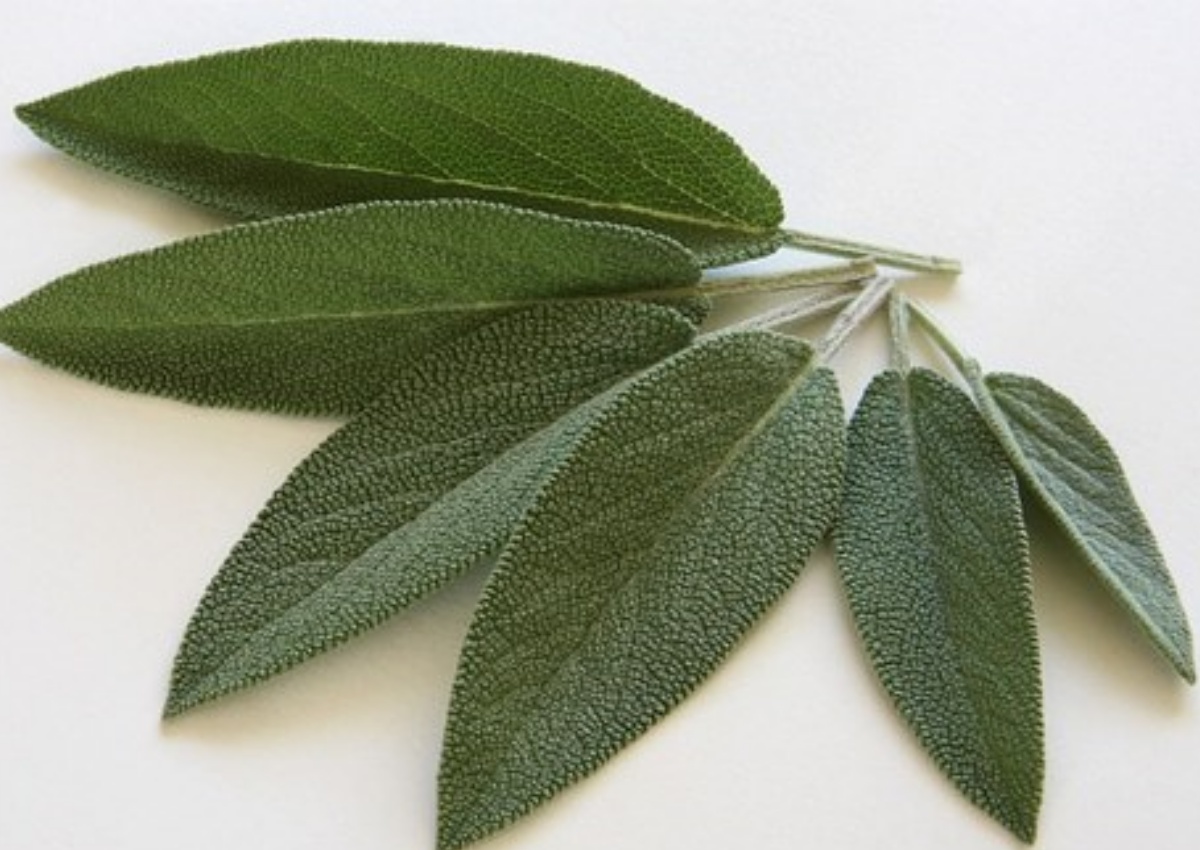 foglie di salvia