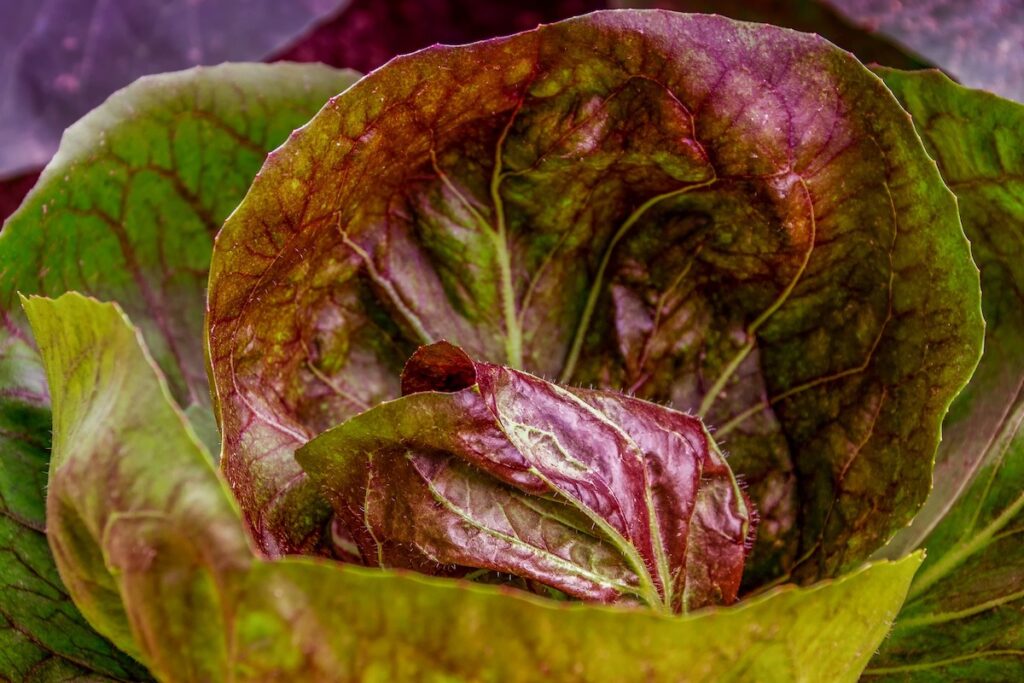 Verdura a foglia verde