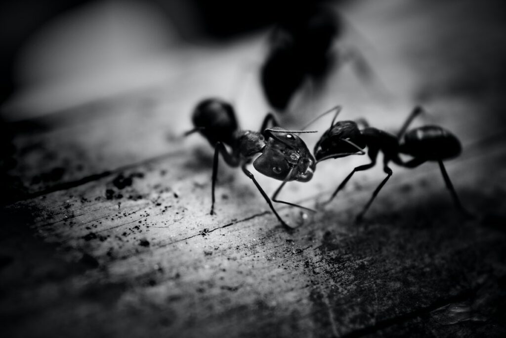 Bianco e nero formiche