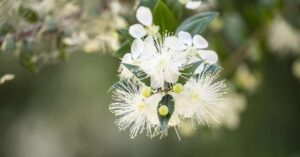 Mirto, proprietà e benefici: cosa sapere su questa pianta