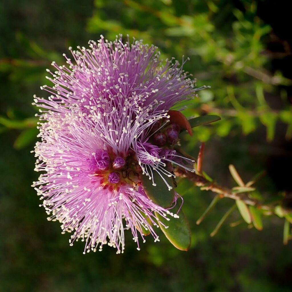 Fiore australiano