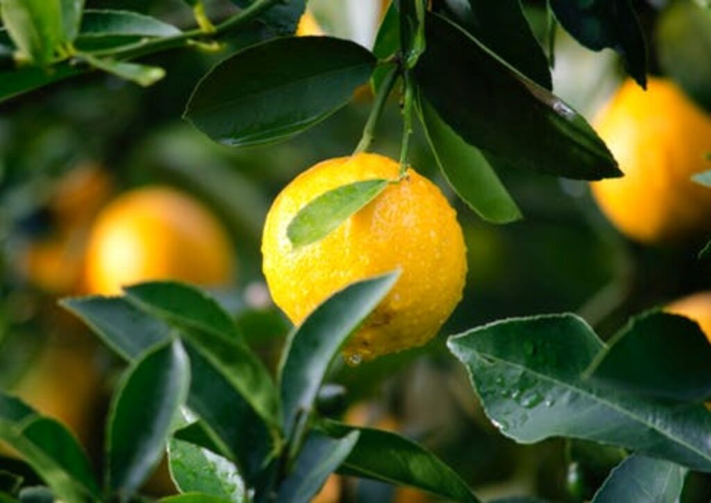 limoni freschi