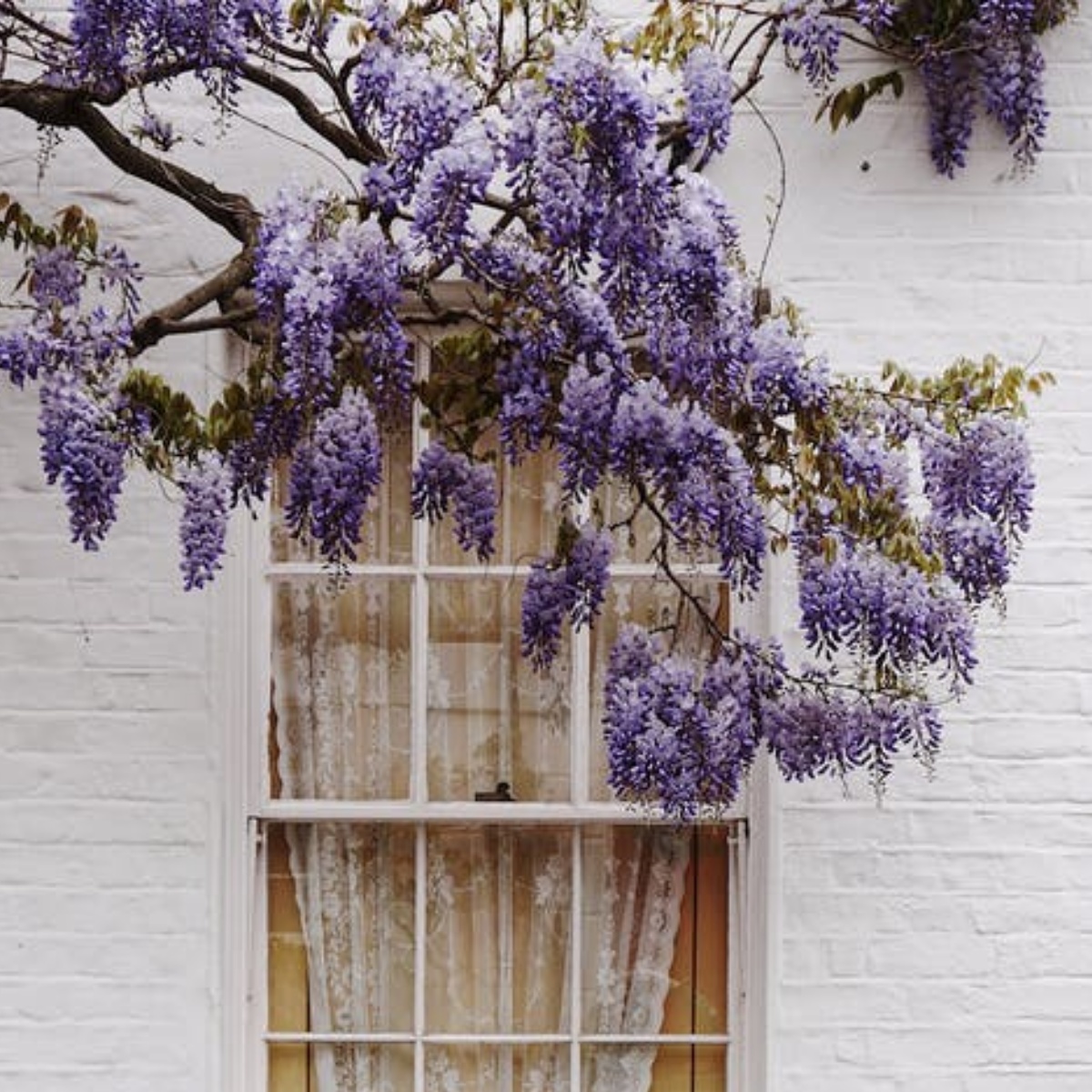 finestra con lavanda