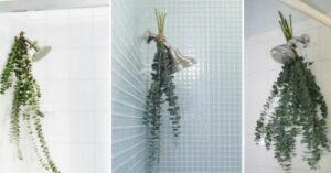 Sai perché dovresti mettere l’eucalipto sotto la doccia? Te lo sveliamo noi