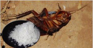 Formiche o scarafaggi in casa? Come liberarvi di loro in modo naturale