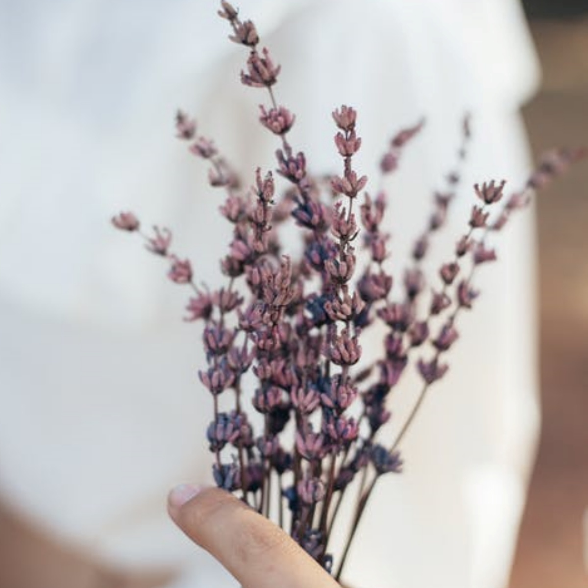 lavanda