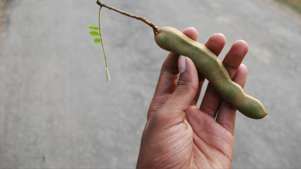 mano che mantiene un guscio di tamarindo