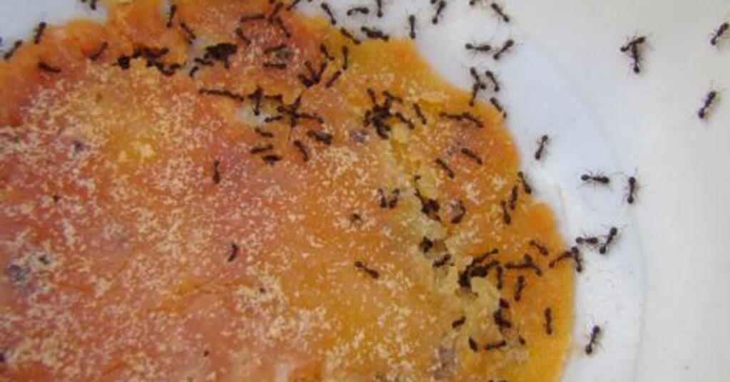 formiche nel miele