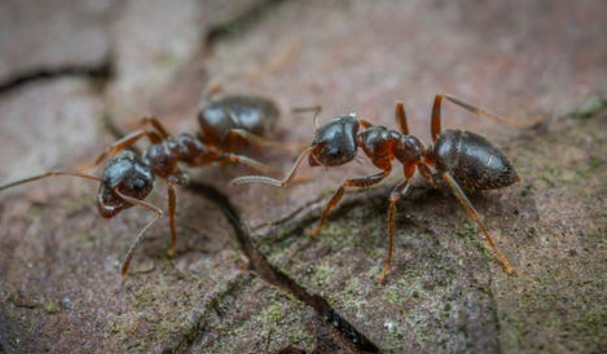 alcune formiche