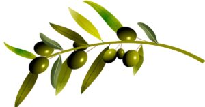 Sai quanti benefici dà masticare foglie di ulivo? Un’infinità!