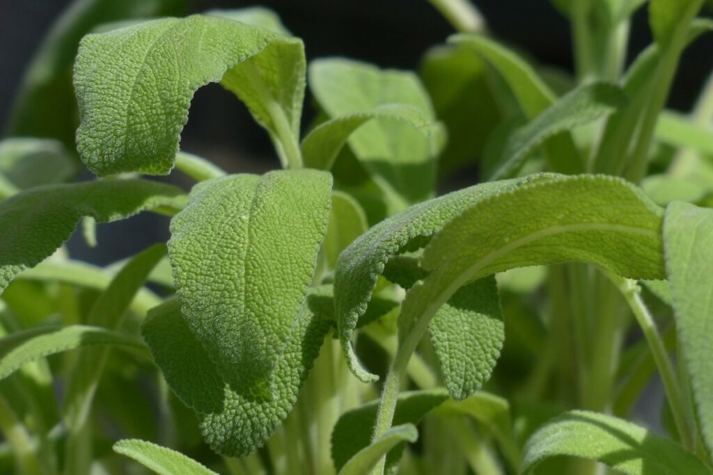 Pianta salvia