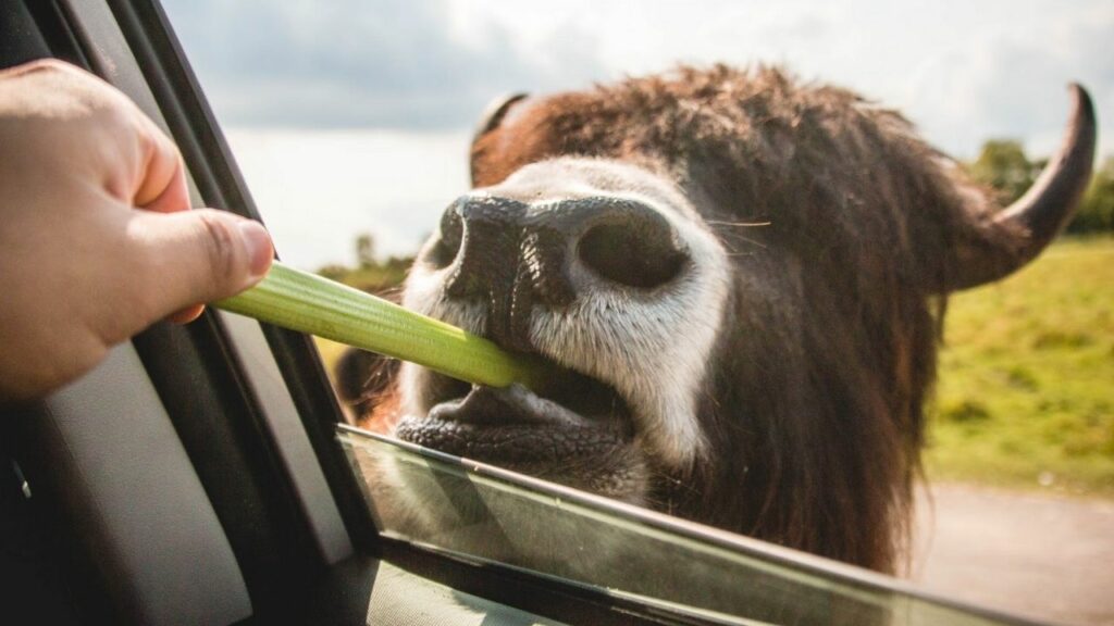 sedano dato a un animale dal finestrino