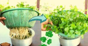 Un metodo facile e pratico per coltivare il coriandolo biologico in casa e senza terra