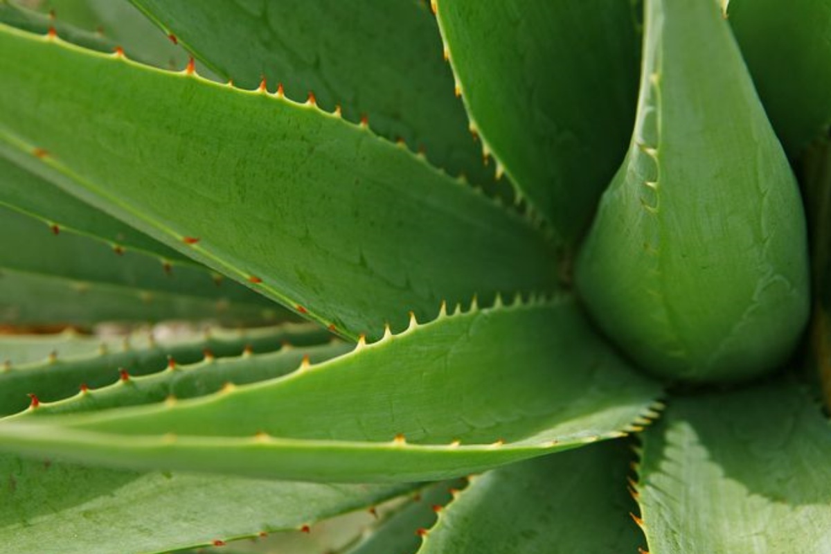 pianta di aloe vera