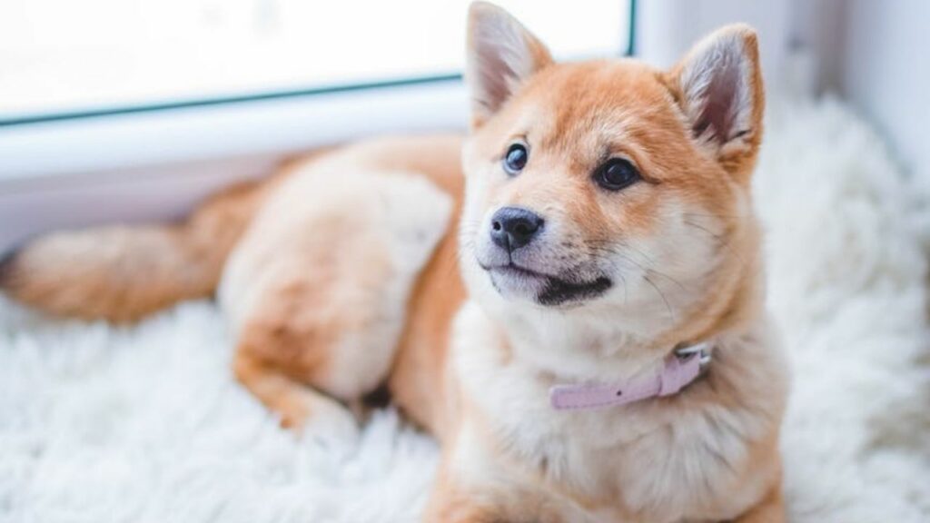 cane a pelo corto che ha appena fatto la pipì