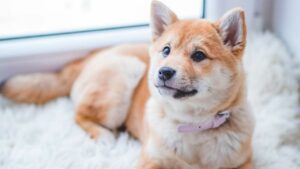 Il tuo cane non sta bene? 7 segnali con cui il tuo amico cerca di dirti addio