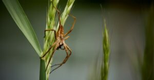 Come cacciare via i ragni: metodo naturale ed efficace