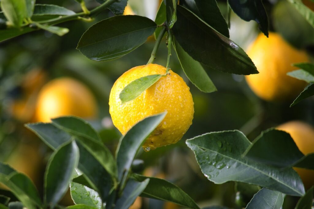 Coltivazione limoni