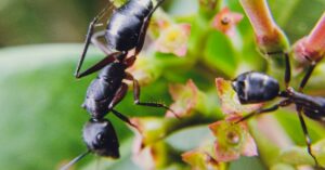 Come cacciare via le formiche di casa in modo naturale