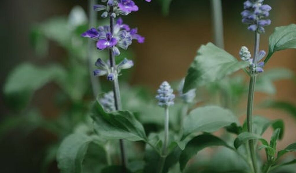 Salvia per tisana