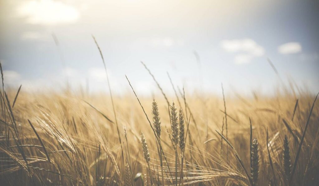 Campo di grano