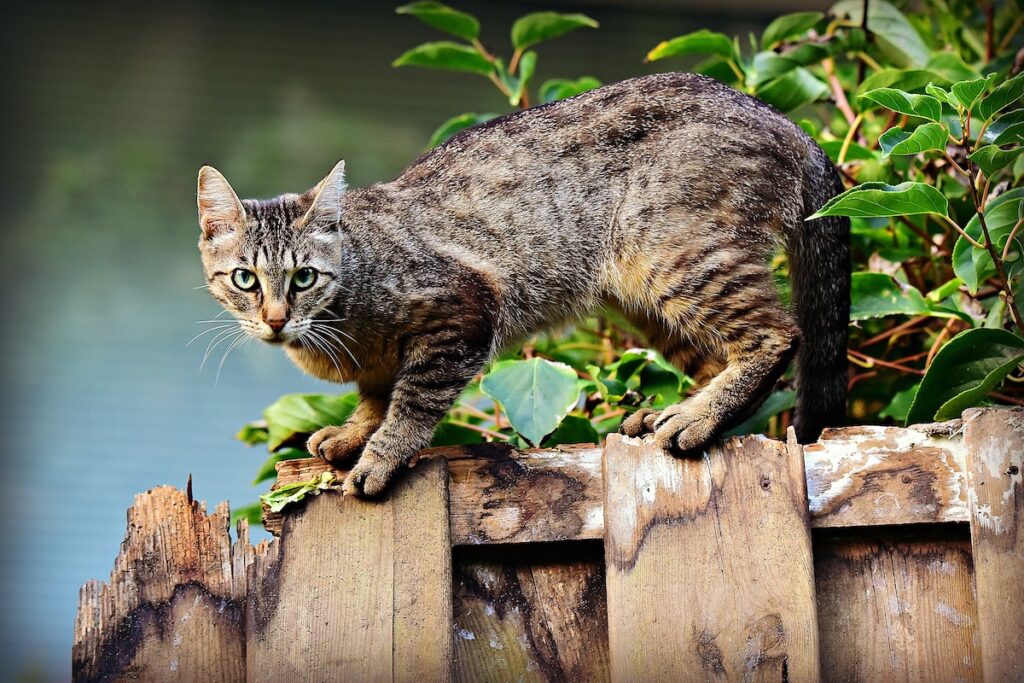 Felino