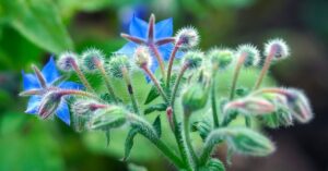 La miglior pianta repellente per gli insetti da mettere sul proprio balcone