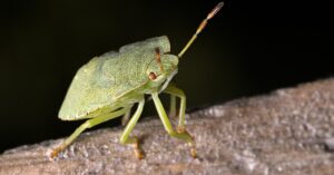 Stanco delle cimici? Prova questi rimedi naturali per sbarazzartene