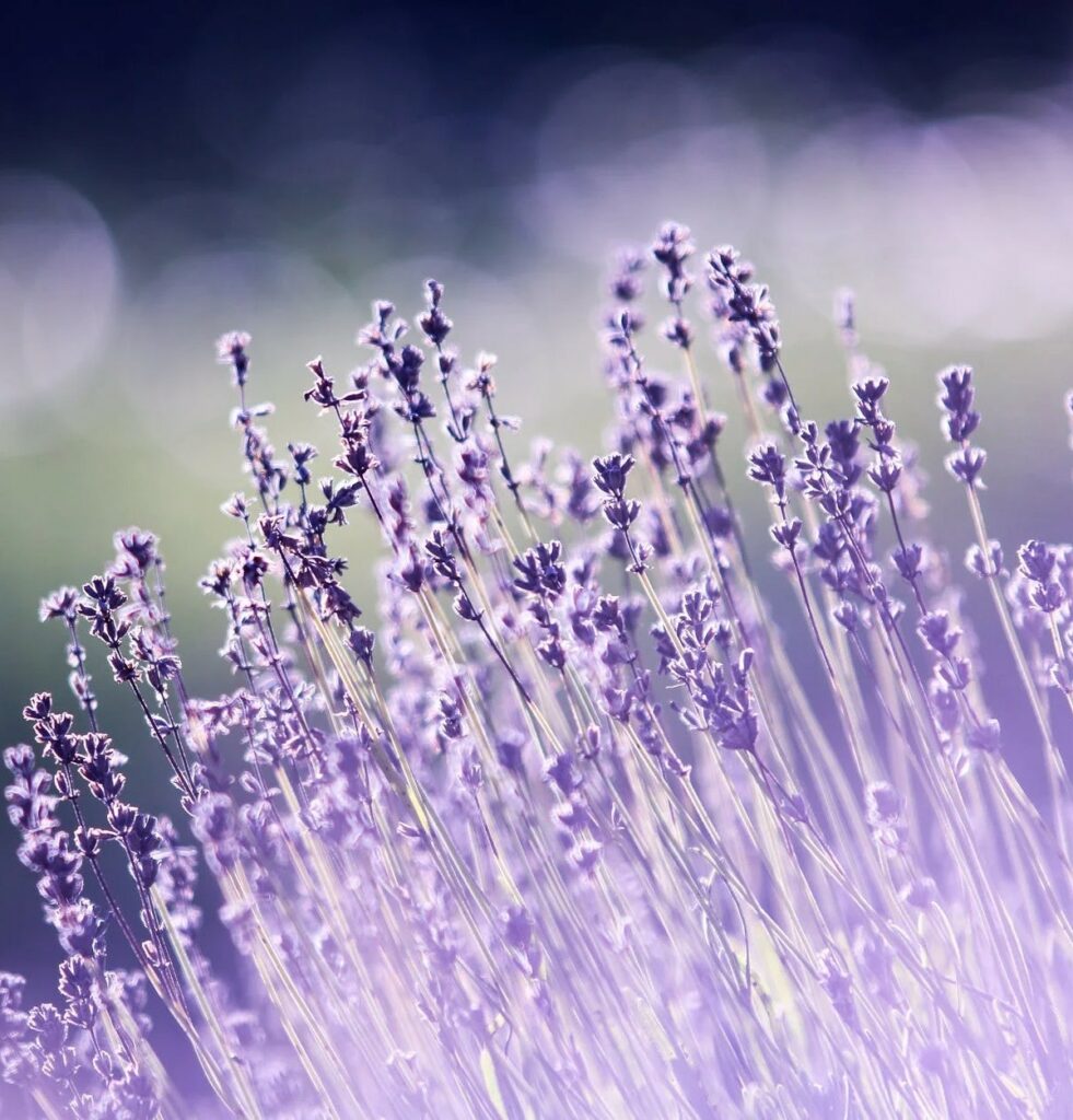 Lavanda contro l'insonnia