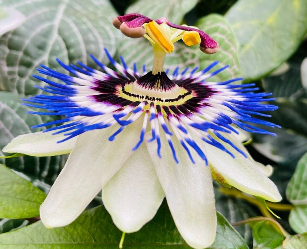 Passiflora contro l'insonnia